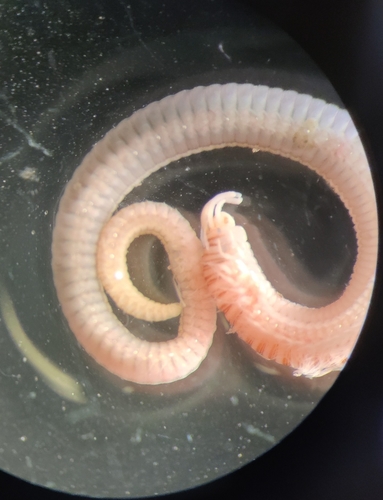 Representative image of Eunice vittata