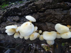 Flammulina fennae