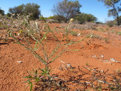 Pimelea trichostachya