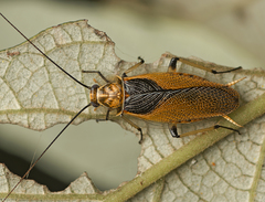 Ellipsidion bicolor