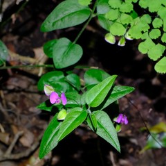 Polygala macowaniana