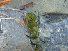 Ceratophyllum submersum