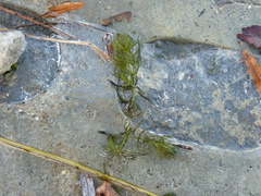 Ceratophyllum submersum