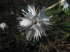 Dianthus plumarius praecox