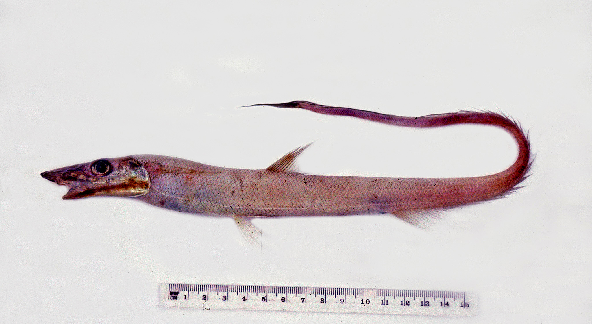 Australian Halosaur photo 4
