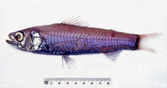 Neoscopelus microchir
