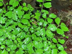 Elatostema microcephalanthum