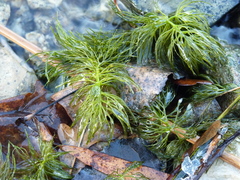Ceratophyllum submersum