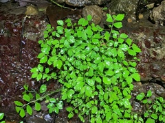 Elatostema microcephalanthum