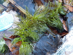 Ceratophyllum submersum