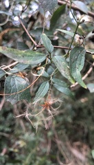 Clematis formosana