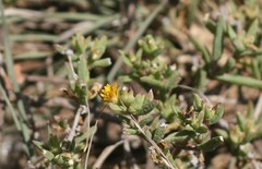 Delosperma parviflorum