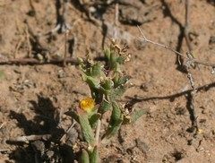 Delosperma parviflorum