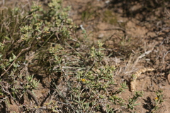 Delosperma parviflorum