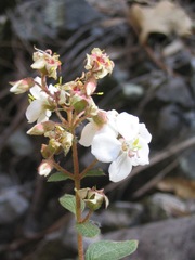 Heterocentron subtriplinervium