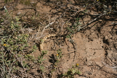 Delosperma parviflorum
