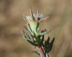 Lampranthus algoensis