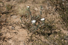 Lampranthus algoensis
