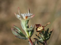 Lampranthus algoensis