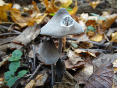 Mycena polygramma