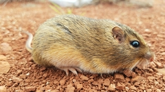 Chaetodipus hispidus
