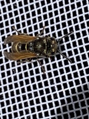 Brachygastra mellifica