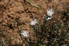 Lampranthus algoensis
