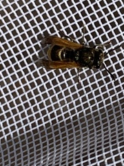 Brachygastra mellifica