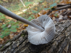 Mycena polygramma