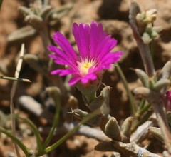 Trichodiadema barbatum