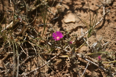 Trichodiadema barbatum