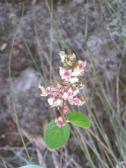 Heterocentron subtriplinervium