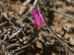 Trichodiadema barbatum