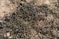 Trichodiadema barbatum