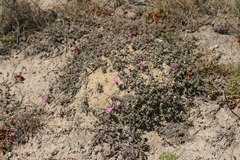 Trichodiadema barbatum