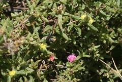 Delosperma versicolor