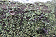 Hohenbuehelia grisea