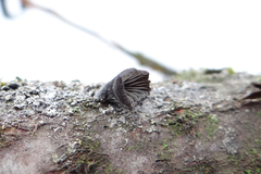 Hohenbuehelia grisea