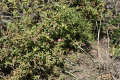 Delosperma versicolor