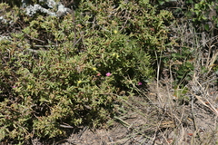 Delosperma versicolor