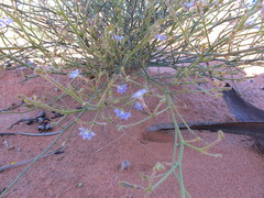 Scaevola basedowii