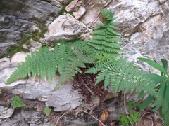Dryopteris pallida