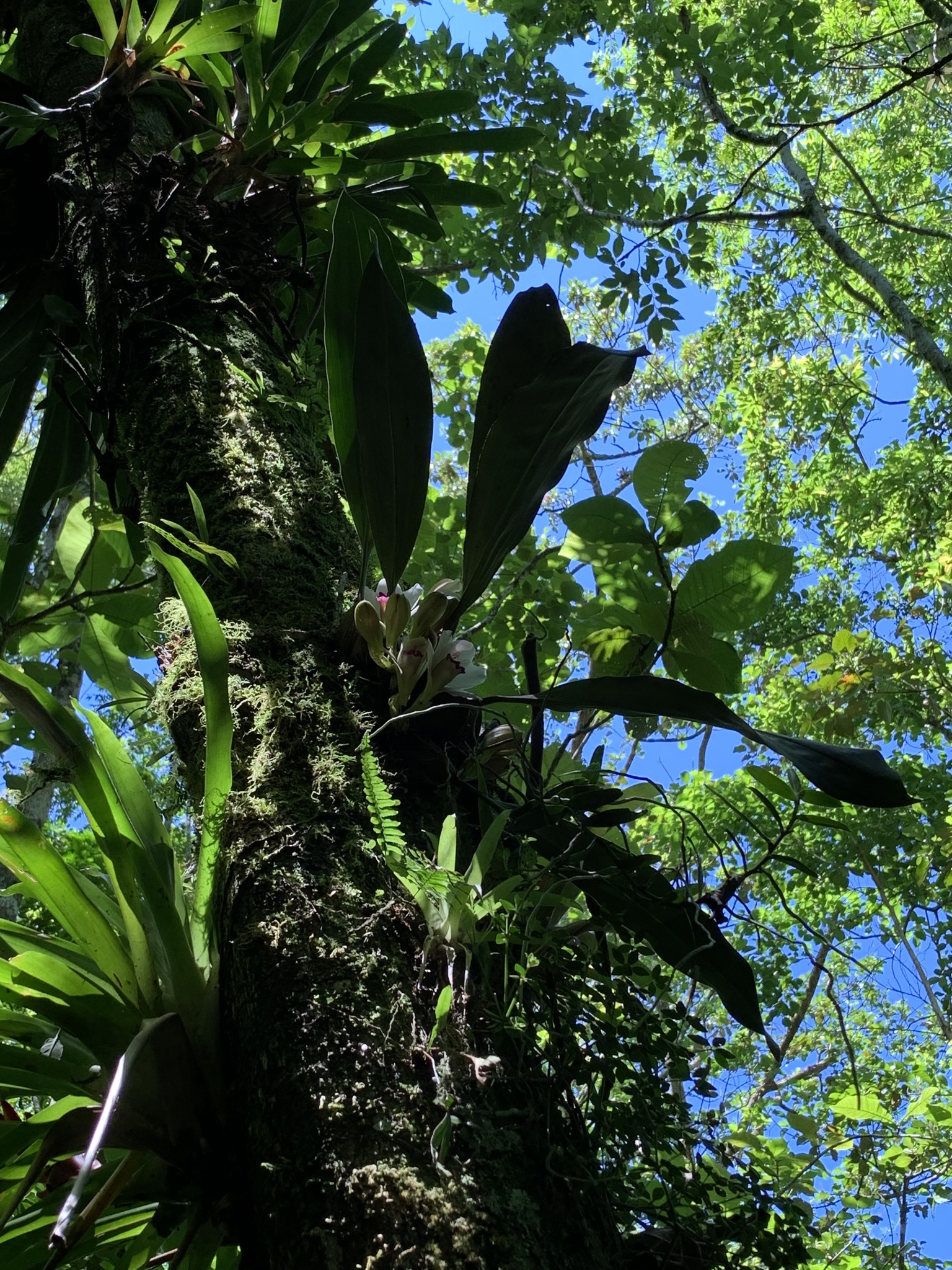 Imagem de Orquídea-de-harrison