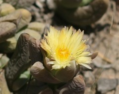 Corpuscularia lehmannii