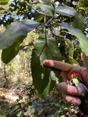 Schizomeria