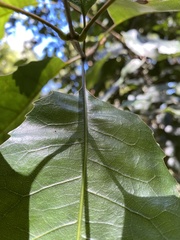 Schizomeria