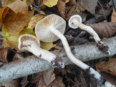 Hygrophorus hedrychii