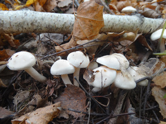 Hygrophorus hedrychii
