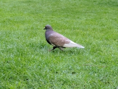 Columba livia domestica