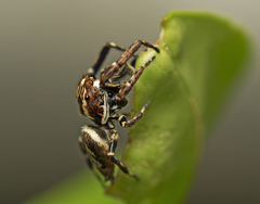 Paraphilaeus daemeli